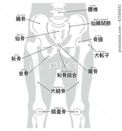 从腰椎到髌骨的身体灰色 输入的名称 图库插图 4251