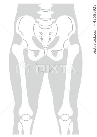 Body gray from lumbar vertebra to patella 42589928