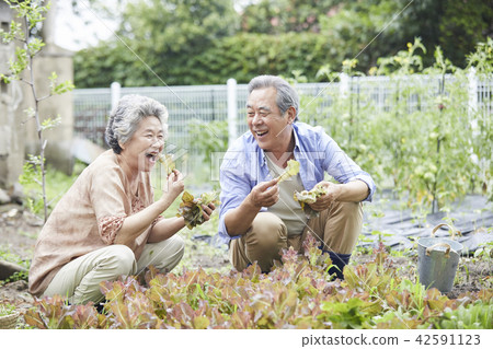 Life, old couple, Korean 42591123
