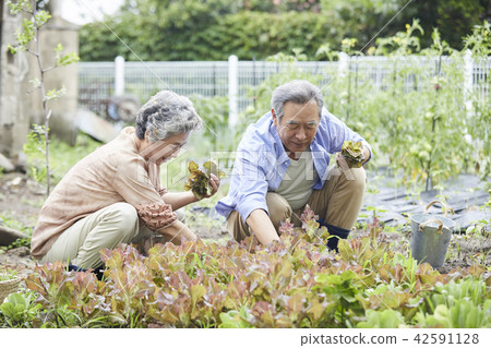Life, old couple, Korean Life, old couple, Korean 42591128