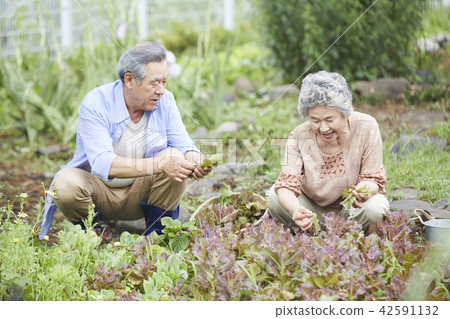 Life, old couple, Korean 42591132