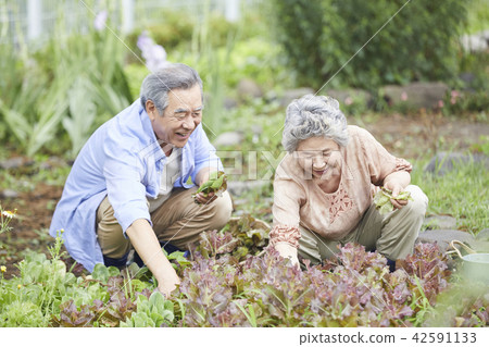 Life, old couple, Korean Life, old couple, Korean 42591133
