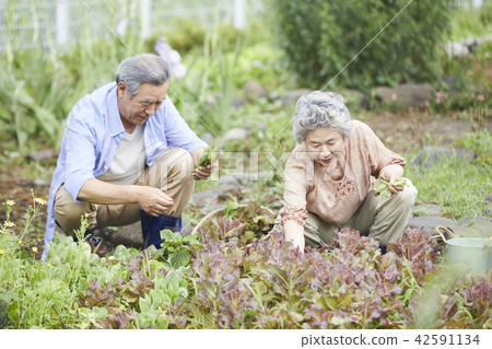 生活,老夫妻,韓國人 生活,老夫妻,韓國人 42591134