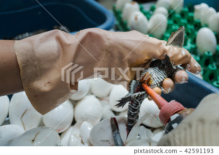 Worker drops Antiseptic Liquid on wound Worker drops Antiseptic Liquid on wound 42591193