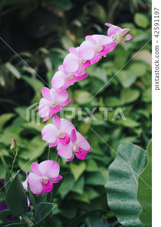 Violet orchid flowers blooming in the garden Violet orchid flowers blooming in the garden 42591197