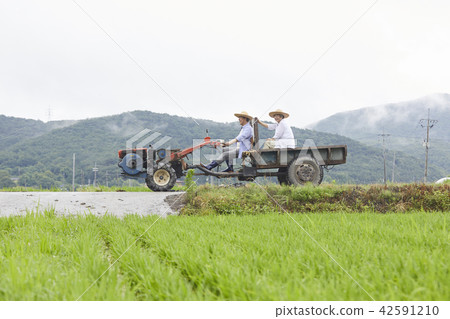 生活,老夫妻,韓國人 生活,老夫妻,韓國人 42591210