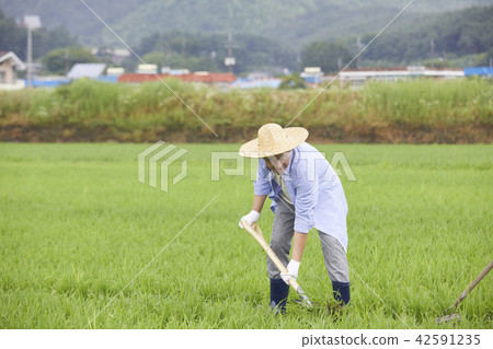 生活,老頭,男人,韓國人 生活,老頭,男人,韓國人 42591235