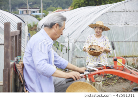 生活，老夫妻，韓國人 42591311