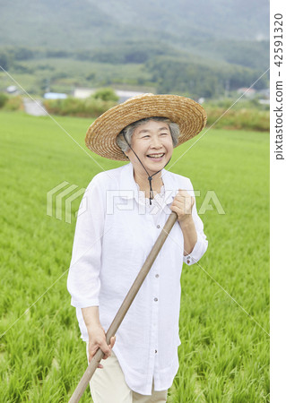 生活,老人,女性,韓國人 生活,老人,女性,韓國人 42591320