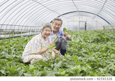 生活，老夫妻，韓國人 42591326