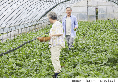 生活，老夫妻，韓國人 42591331