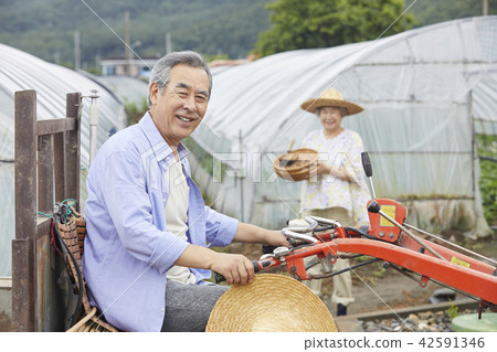 生活,老夫妻,韓國人 生活,老夫妻,韓國人 42591346