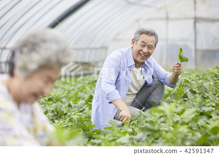 生活，老夫妻，韓國人 42591347