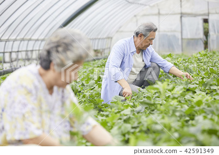 生活,老夫妻,韓國人 生活,老夫妻,韓國人 42591349