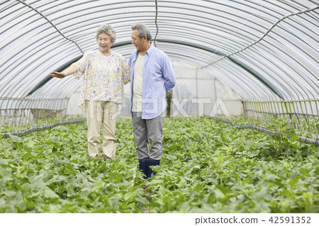 生活，老夫妻，韓國人 42591352