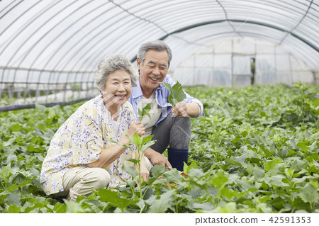 Life, old couple, Korean 42591353