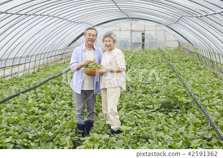 Life, old couple, Korean 42591362