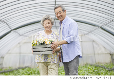 Life, old couple, Korean 42591371