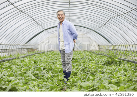 生活，老頭，男人，韓國人 42591380