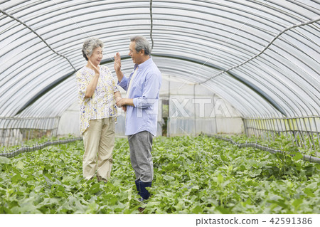 Life, old couple, Korean Life, old couple, Korean 42591386