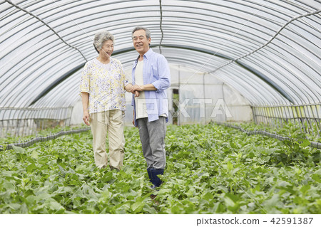 Life, old couple, Korean 42591387