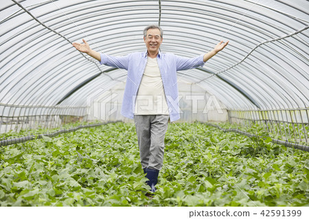 Life, old man, man, Korean Life, old man, man, Korean 42591399