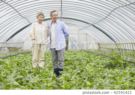 Life, old couple, Korean 42591421