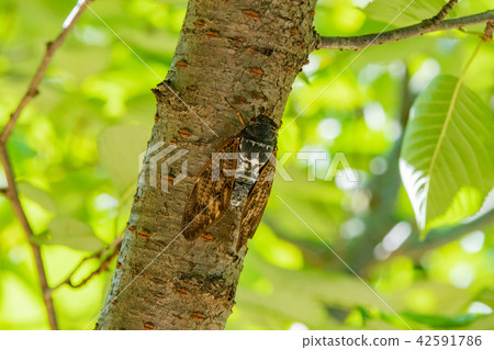 阿巴扎米 42591786