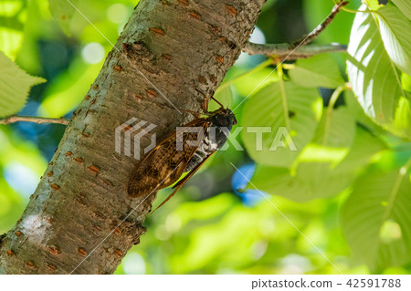 阿巴扎米 42591788