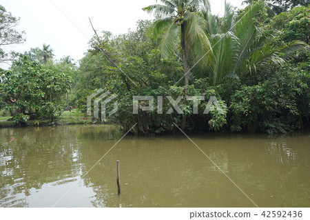 ho chi minh, vietnam, green 42592436