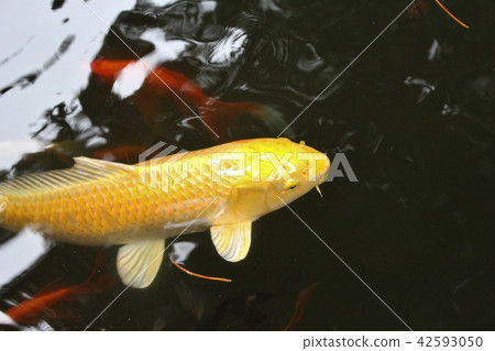 Kinkakuyama Shrine Miyagi Koi Kinkakuyama Shrine Miyagi Koi 42593050