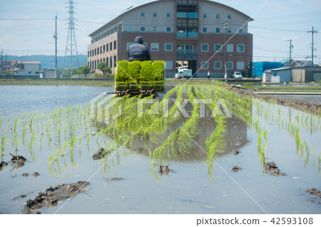 Rice planting 42593108