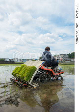 Rice planting Rice planting 42593220