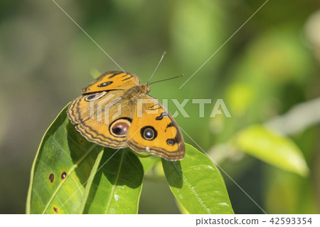 Tatehamodoki 42593354