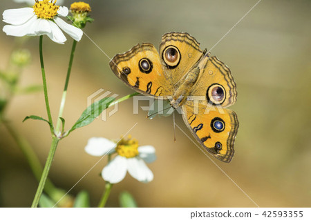 Tatehamodoki 42593355