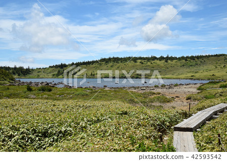 Summer Kamuma Summer Kamuma 42593542