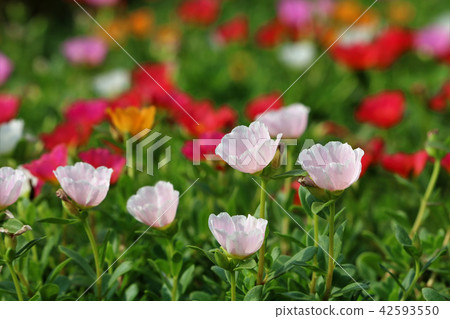 Matsuba Peony Matsuba Peony 42593550
