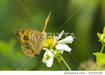 Tatehamodoki 42593580