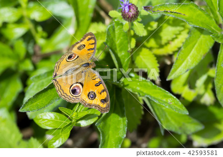 Tatehamodoki 42593581