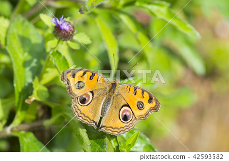 Tatehamodoki Tatehamodoki 42593582