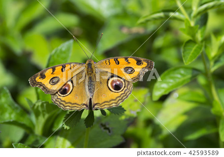 Tatehamodoki 42593589