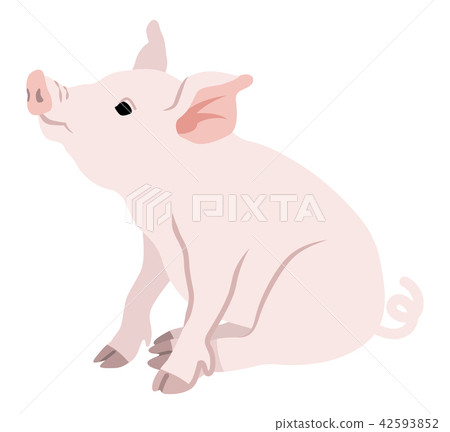 Pigs sitting 42593852