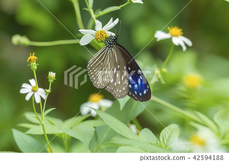 Tsumura Maki Madara 42594188