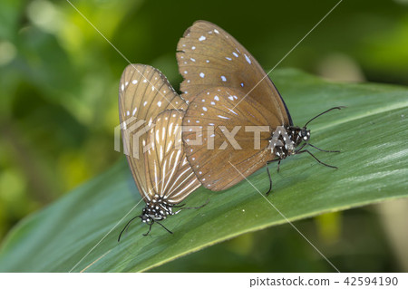 Tsumura Maki Madara 42594190