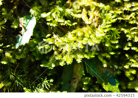 Asia Taiwan China Forest Full Moon National Forest Recreation Area Amusement Park Outdoor Wild Mushrooms Biological Insects Butterfly Caterpillar Mushroom Waterfall Fairy Waterfall Full Moon Round Waterfall 42594315