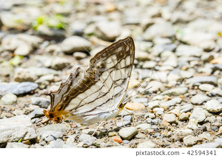 Asia Taiwan China Forest Full Moon National Forest Recreation Area Amusement Park Outdoor Wild Mushrooms Biological Insects Butterfly Caterpillar Mushroom Waterfall Fairy Waterfall Full Moon Round Waterfall 42594341