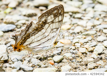 Asia Taiwan China Forest Full Moon National Forest Recreation Area Amusement Park Outdoor Wild Mushrooms Biological Insects Butterfly Caterpillar Mushroom Waterfall Fairy Waterfall Full Moon Round Waterfall 42594342