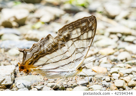 Asia Taiwan China Forest Full Moon National Forest Recreation Area Amusement Park Outdoor Wild Mushrooms Biological Insects Butterfly Caterpillar Mushroom Waterfall Fairy Waterfall Full Moon Round Waterfall 42594344
