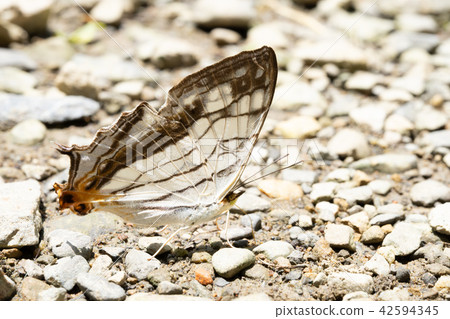 亞洲台灣中國森林滿月圓國家森林遊樂區遊樂園戶外野外香菇生物昆蟲蝴蝶毛毛蟲蘑菇瀑布仙女瀑布滿月圓瀑布 亞洲台灣中國森林滿月圓國家森林遊樂區遊樂園戶外野外香菇生物昆蟲蝴蝶毛毛蟲蘑菇瀑布仙女瀑布滿月圓瀑布 42594345