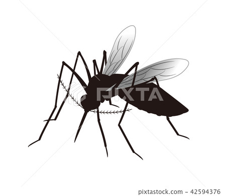 Mosquito illustration 42594376